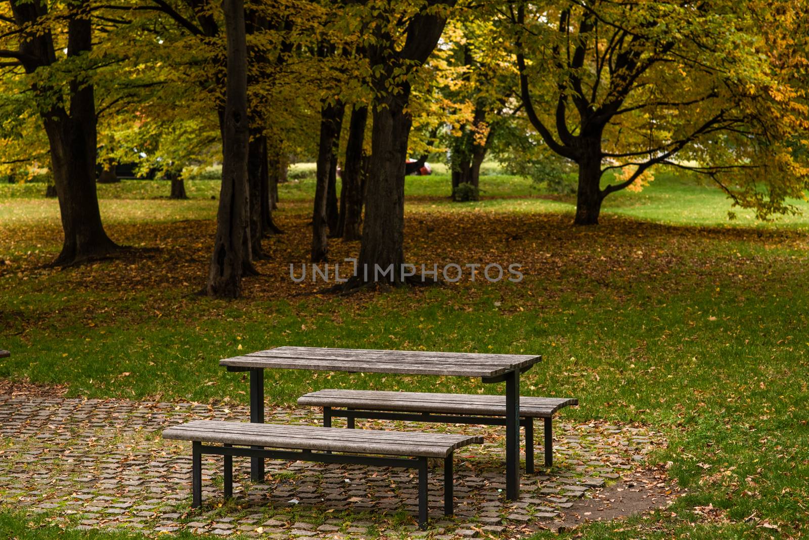 Empty wooden bench surrounded by trees in Letna Park in Prague Czech Republic by gonzalobell
