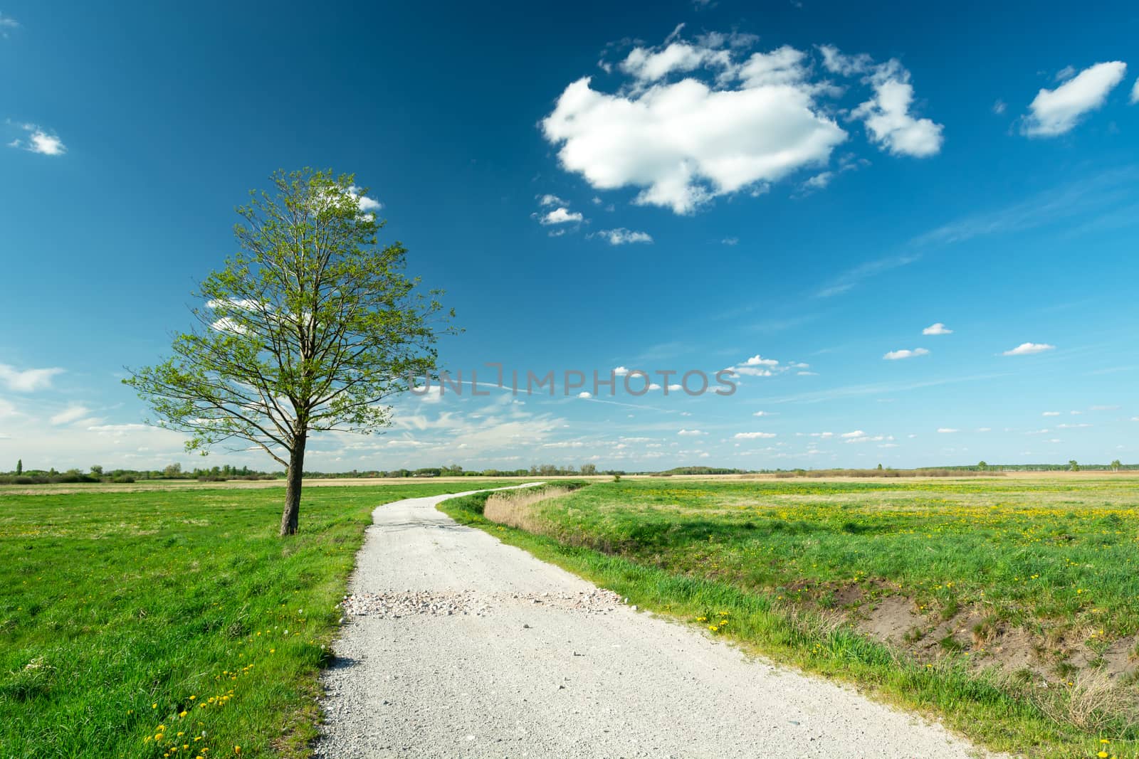 Lonely tree by the dirt road, view on a sunny spring day