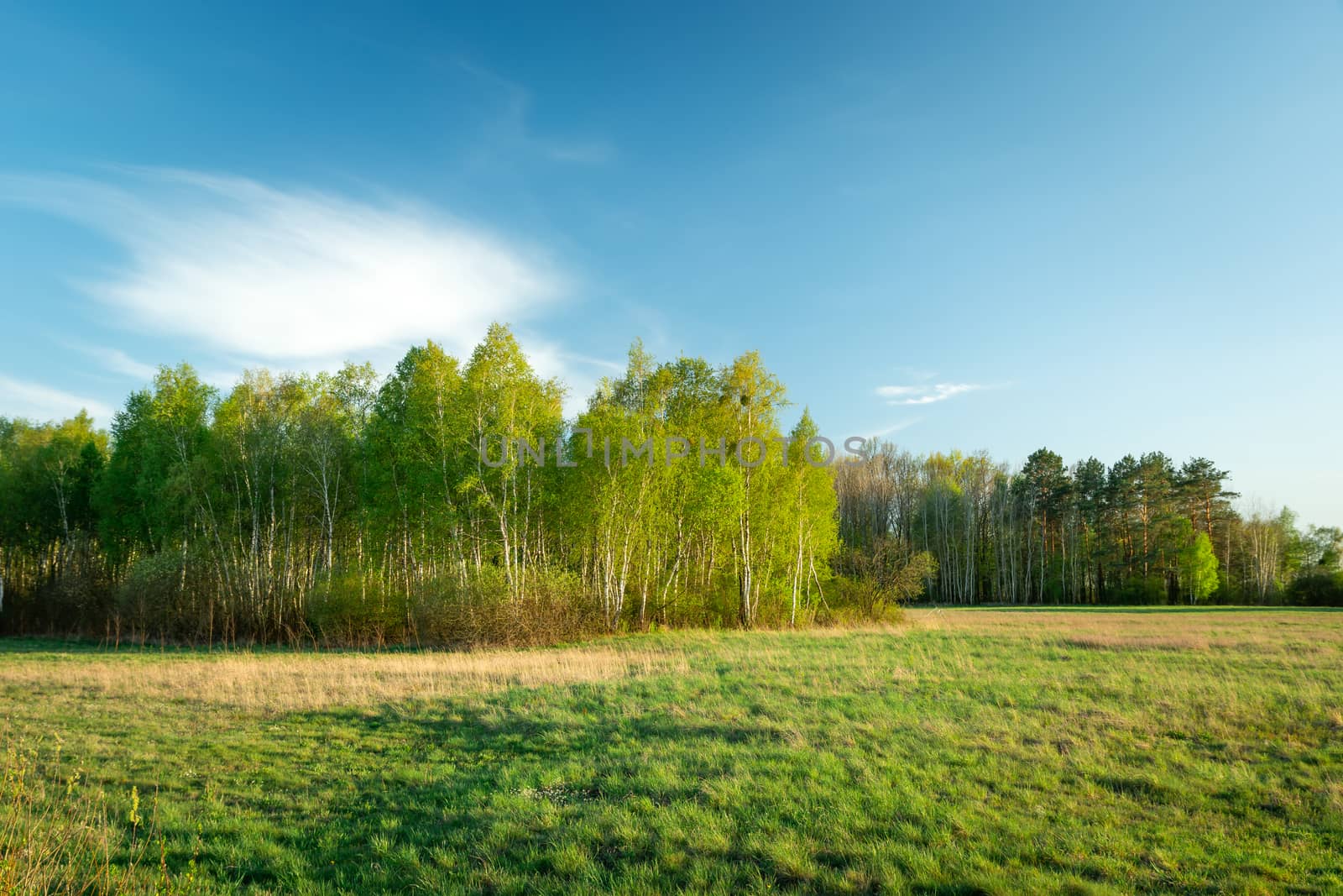 Glade and forest with birches on a spring day, blue sky and white cloud