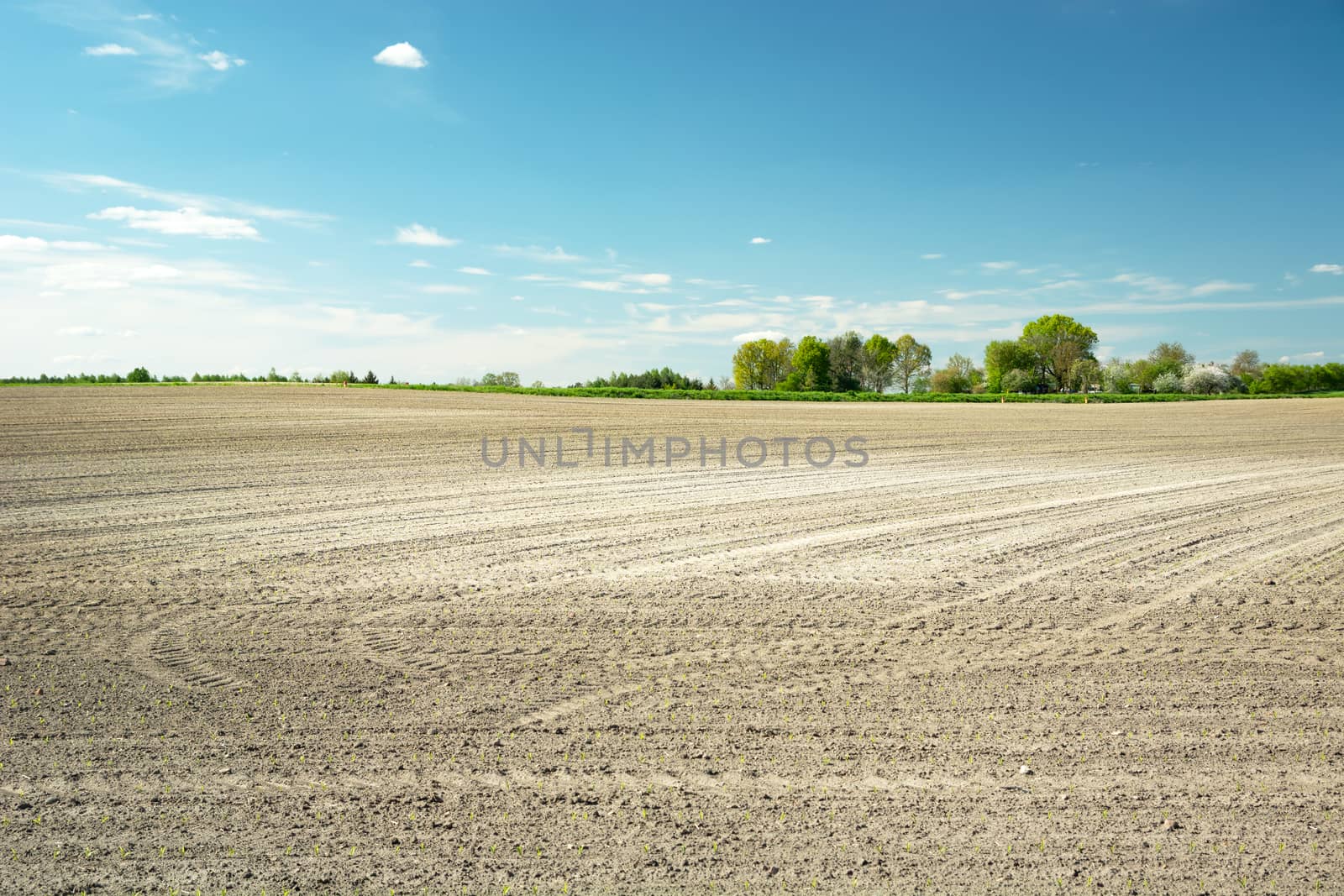 Huge plowed field, trees on the horizon and blue sky, spring sunny day