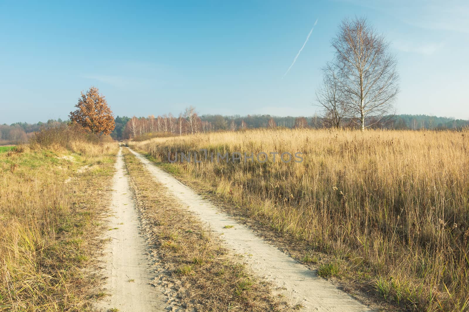 Sandy road to the forest, dry grass, trees and blue sky, view in sunny day