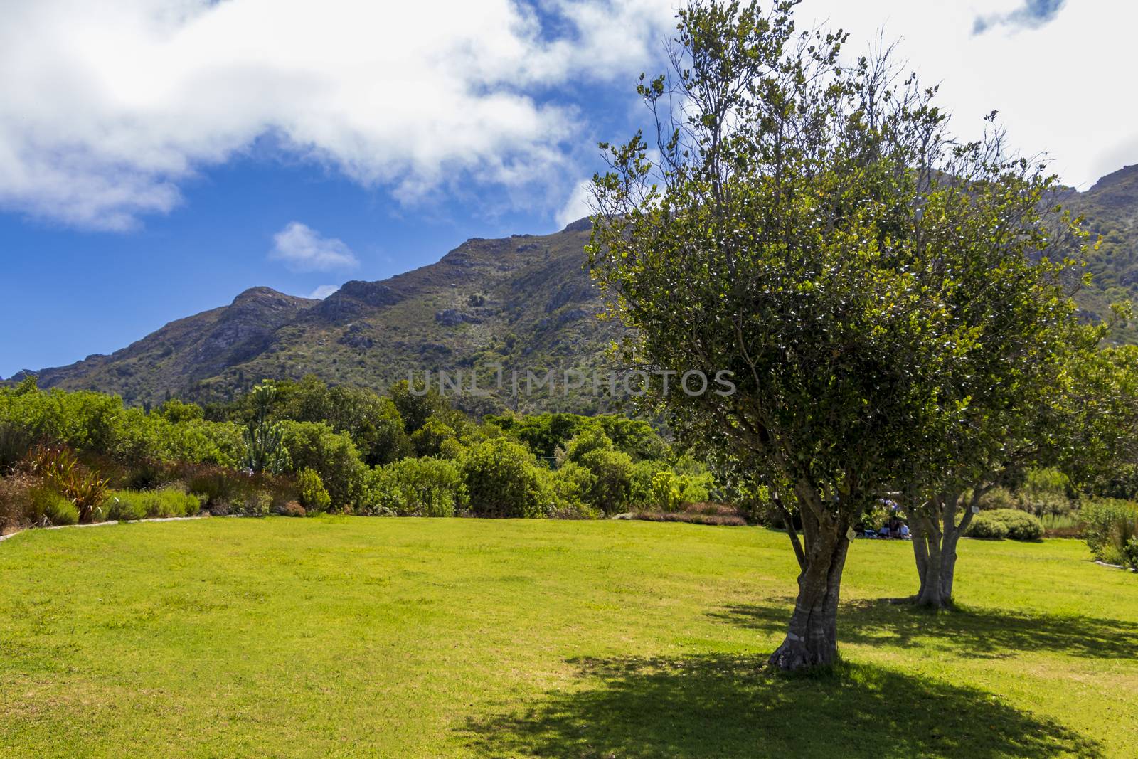 Landscape and Mountains, Kirstenbosch National Botanical Garden panorama, Cape Town. by Arkadij