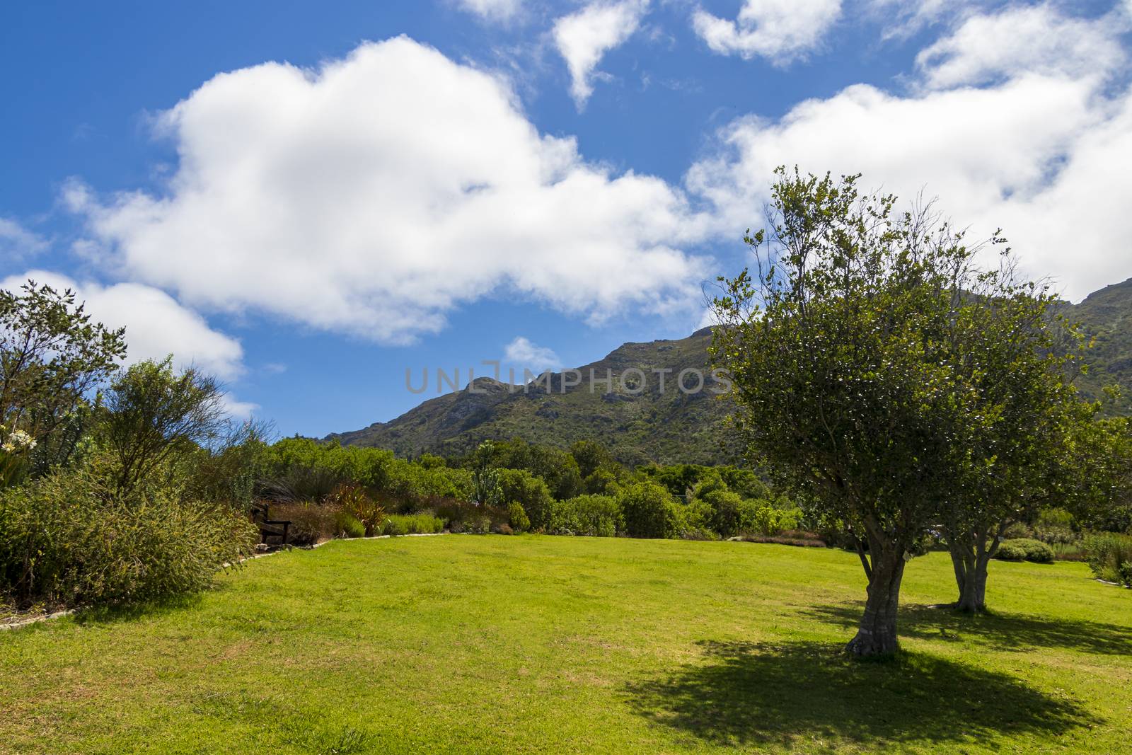 Landscape and Mountains in Kirstenbosch National Botanical Garden panorama, Cape Town, South Africa.