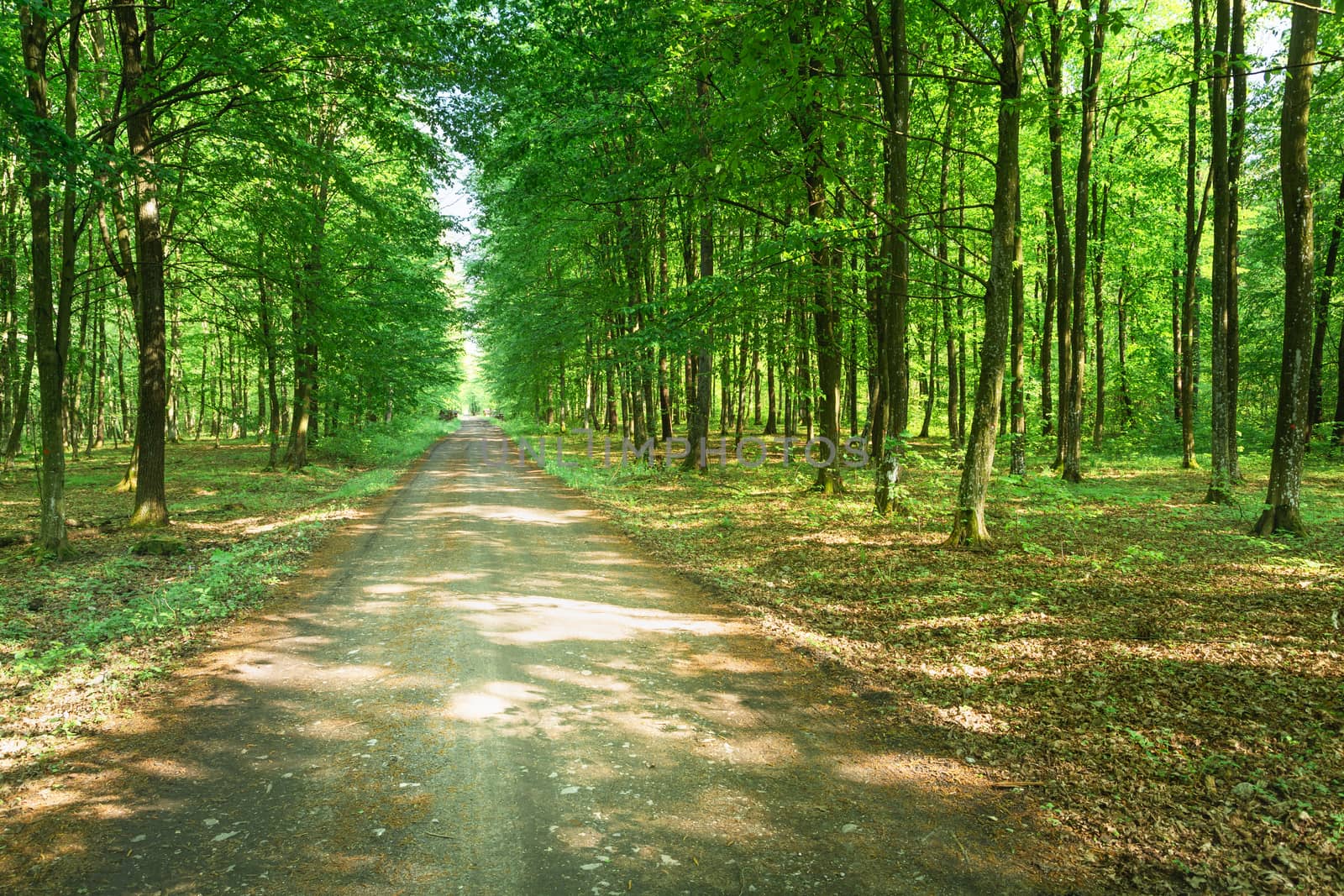 Dirt road through a beautiful green forest, view on a sunny spring day