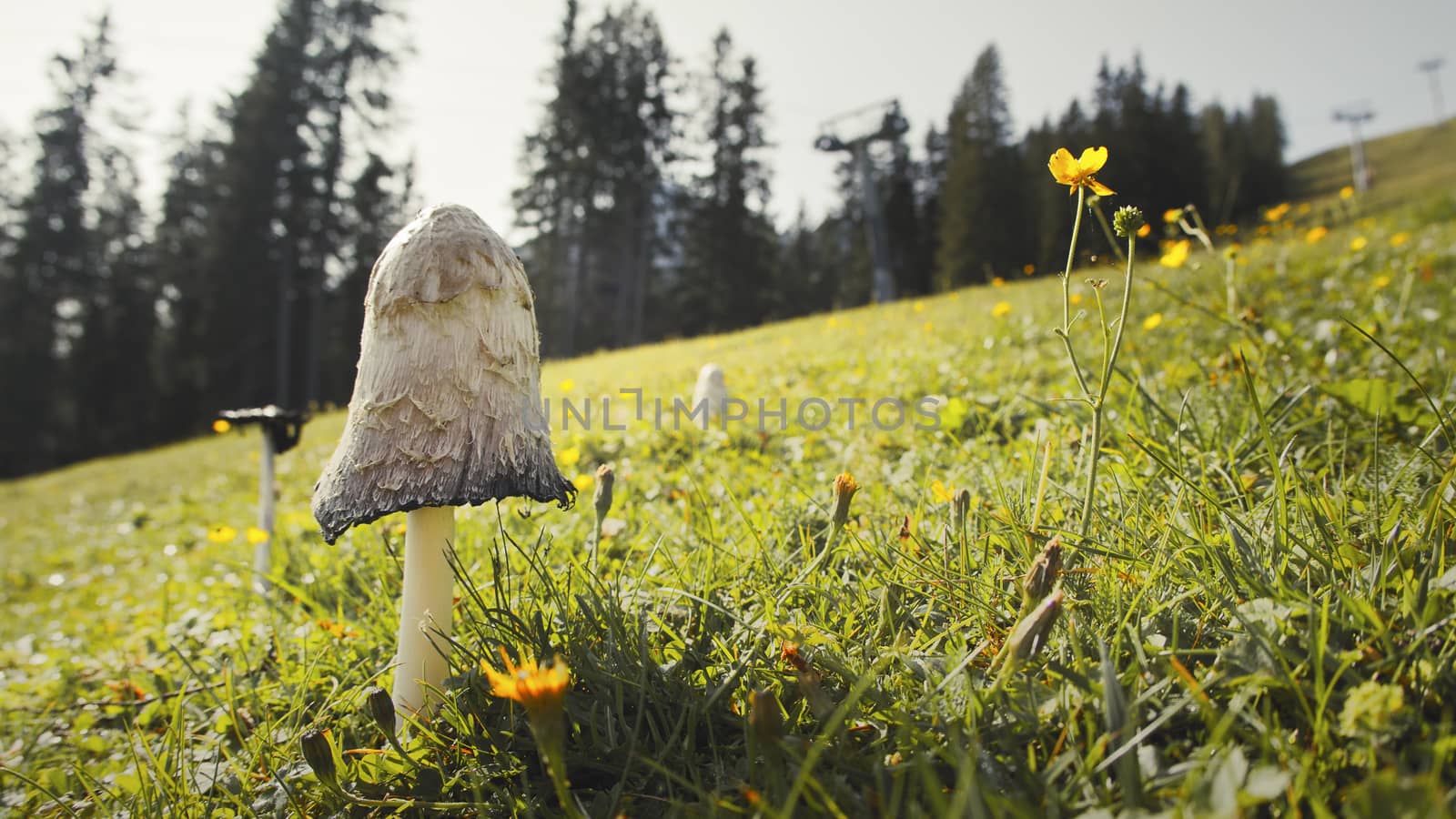 Close up in detail of a wild mushroom in a field at Muttereralm, one of the mountains of the Austrian alps.