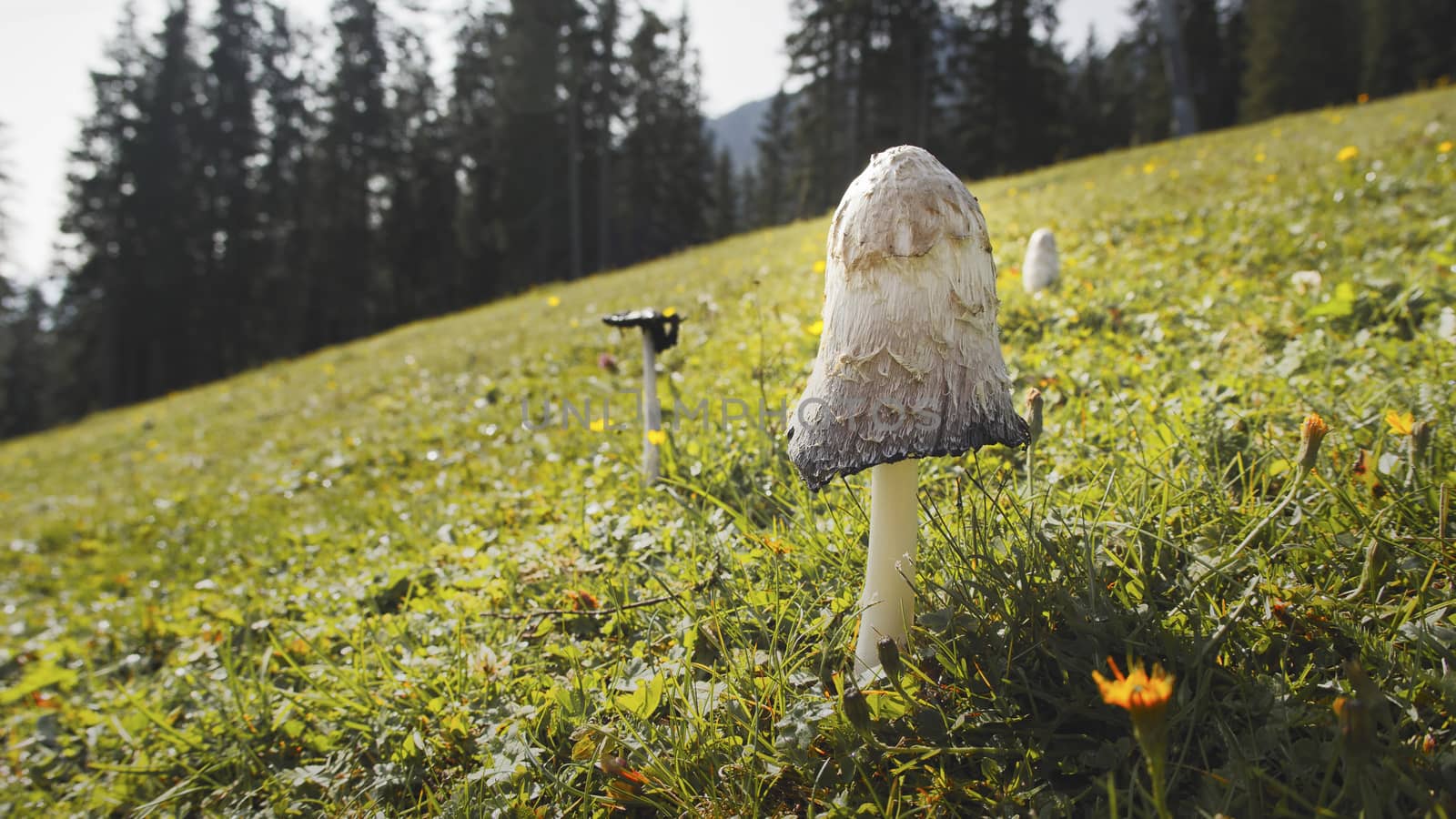 Close up in detail of a wild mushroom in a field at Muttereralm, one of the mountains of the Austrian alps.