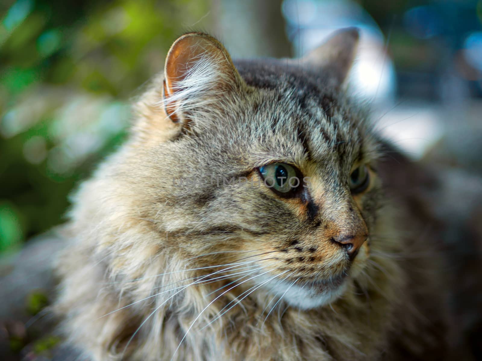 Beautiful big grey cat with green eyes. A homeless cat walks in nature, in the countryside. Sunny day, a cat in the shade under a tree. Close-up, blurred bokeh background. Kitten Is Resting