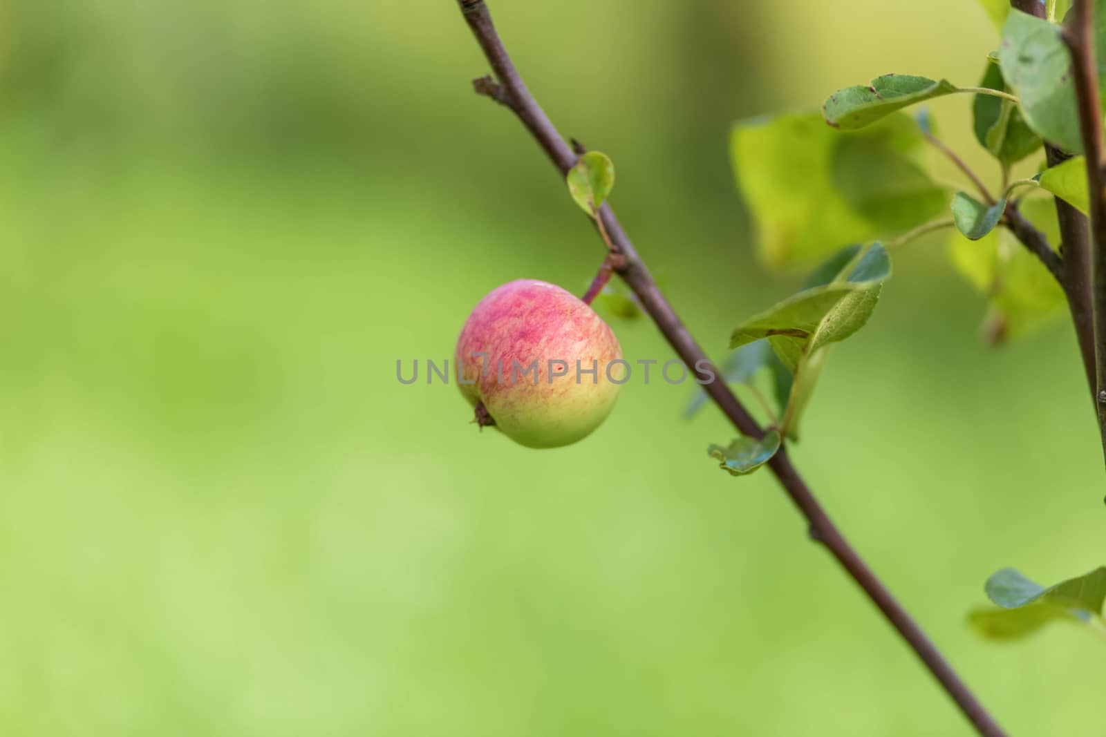 Apple tree. Agriculture, leaf with soft focus and blurred background by galinasharapova