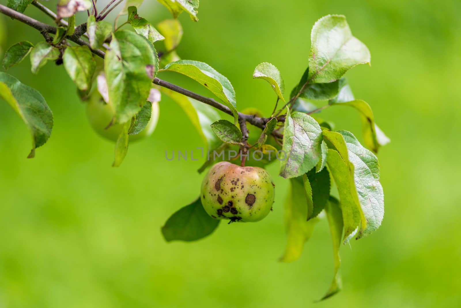 Apple tree. Agriculture, leaf with soft focus and blurred background , copy space.