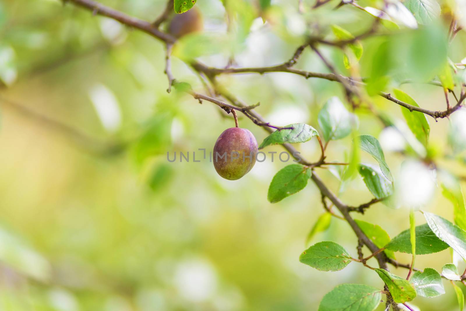 plum tree, Agriculture, leaf with soft focus and blurred background , copy space.