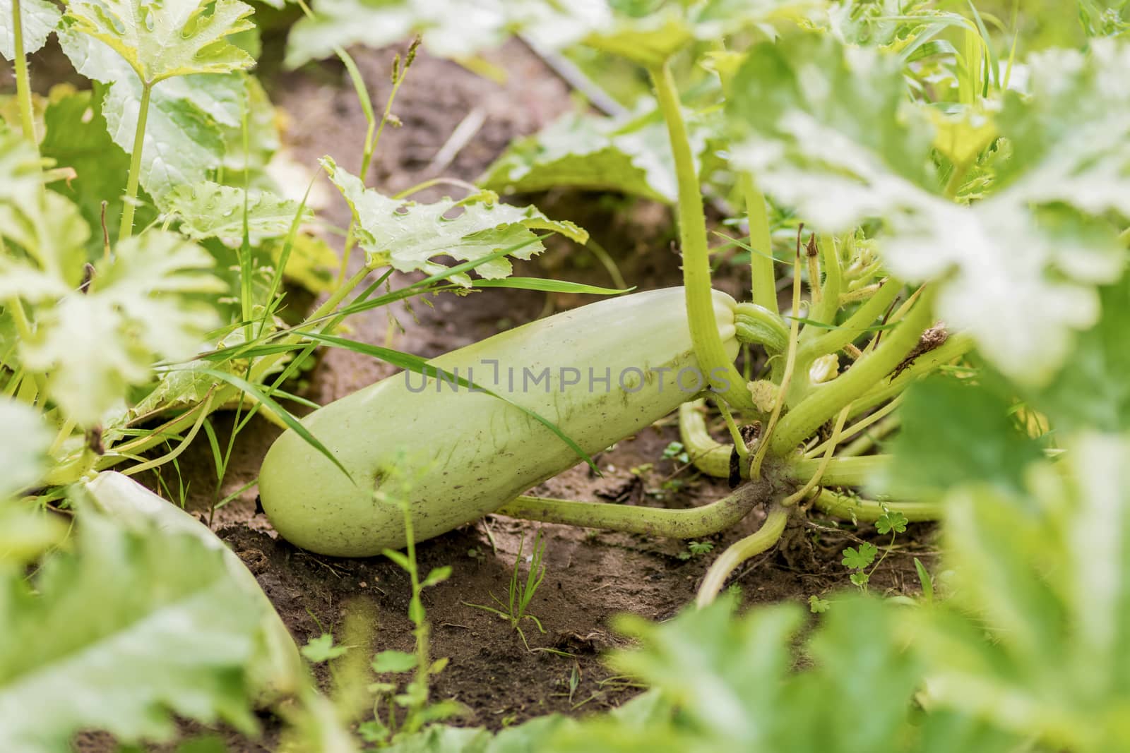 Light green zucchini or courgette grows in the garden.