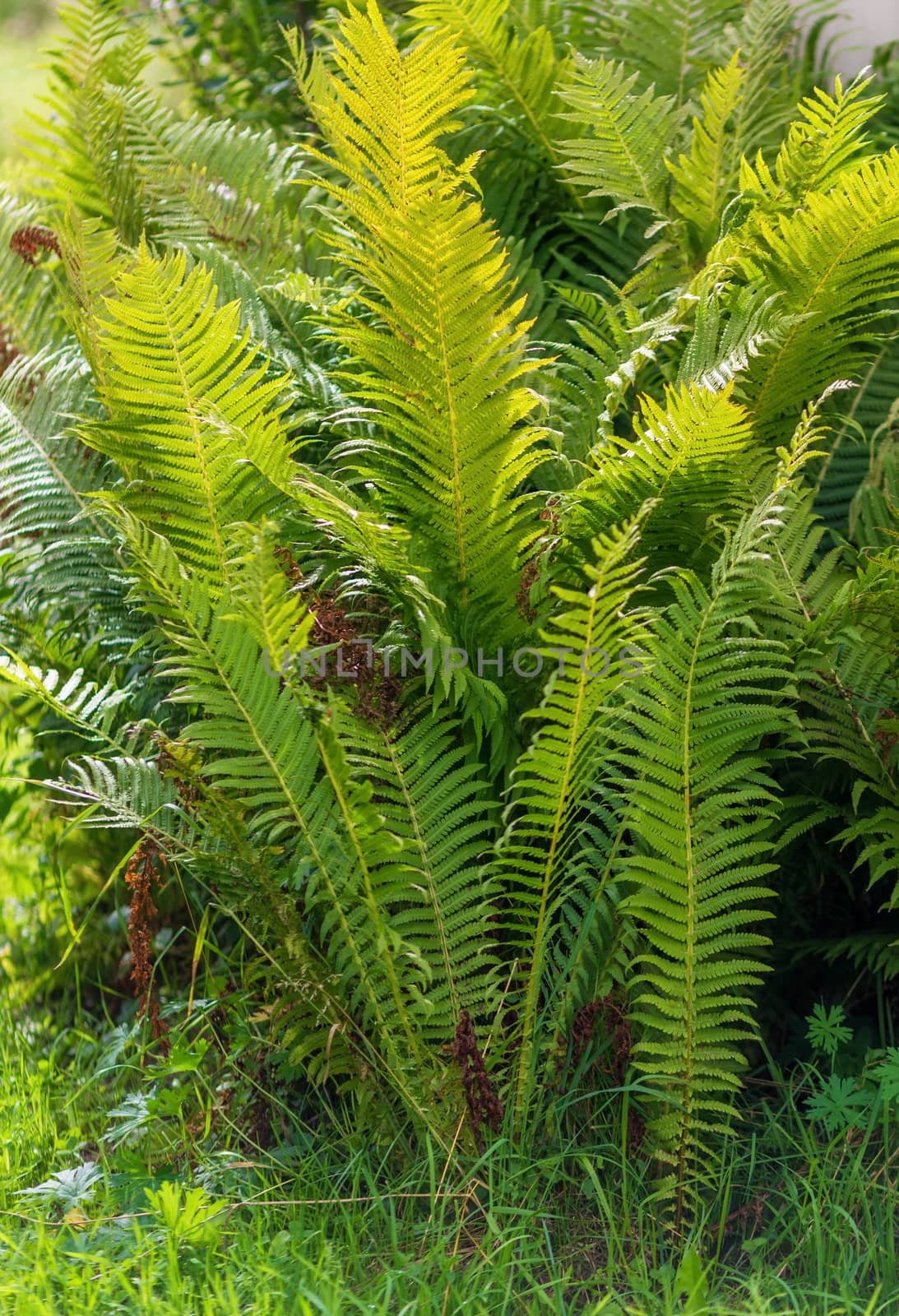 Fern bush in the garden as a hedge. by galinasharapova