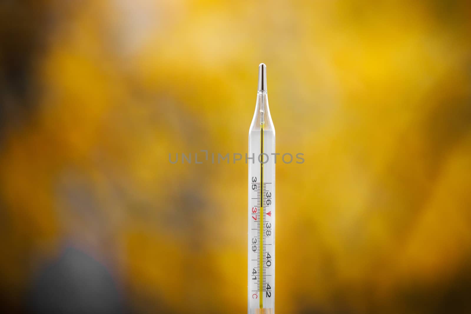 Mercury thermometer on an autumn background. The normal temperature of a healthy person is 36.6.