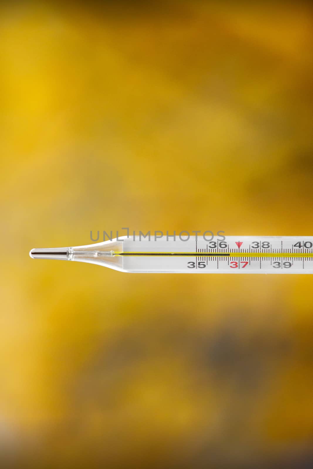 Mercury thermometer on an autumn background. The normal temperature of a healthy person is 36.6. by 9parusnikov