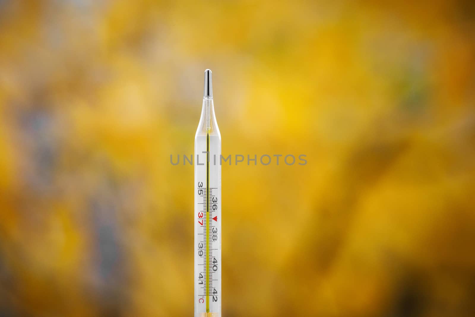 Mercury thermometer on an autumn background. The normal temperature of a healthy person is 36.6.