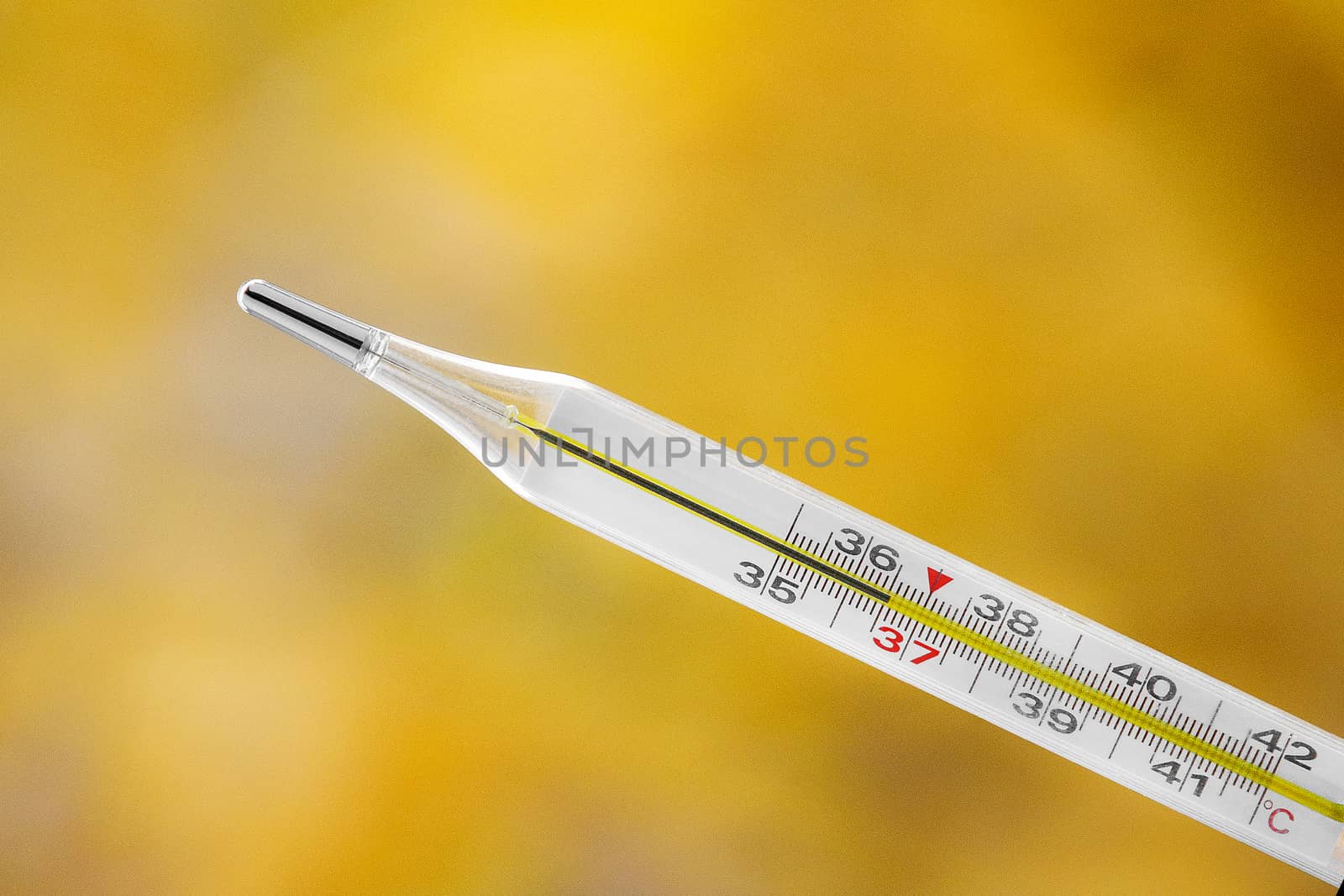 Mercury thermometer on an autumn background. The normal temperature of a healthy person is 36.6. by 9parusnikov