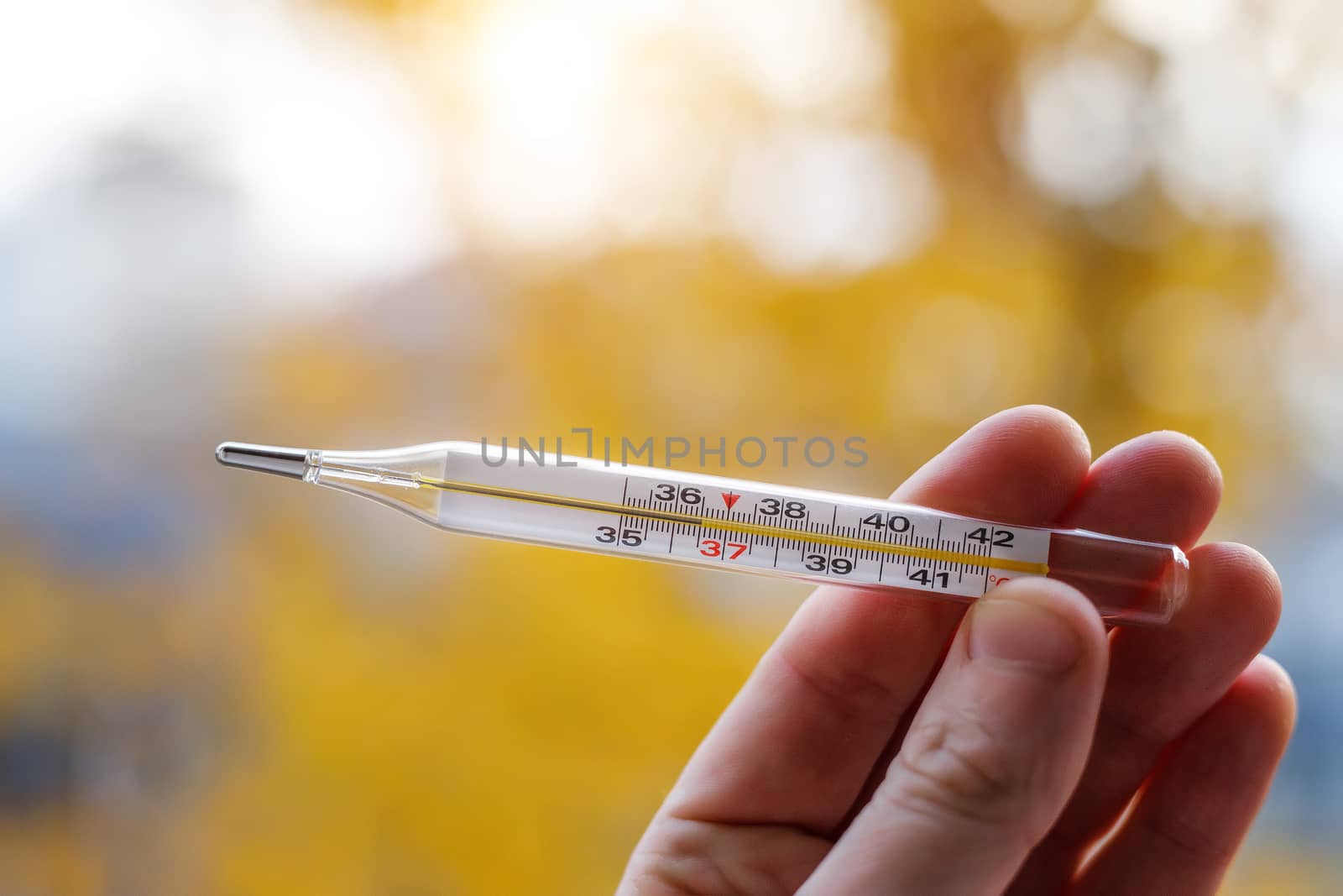 Hand with mercury thermometer on an autumn background. The normal temperature of a healthy person is 36.6.