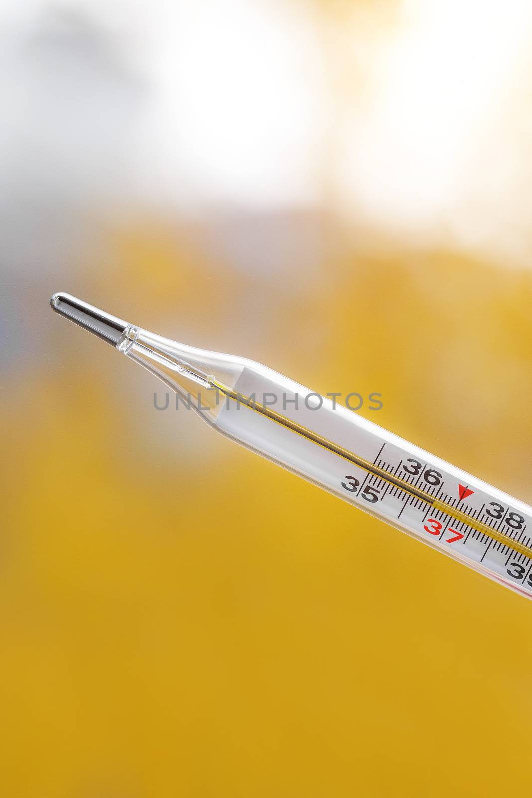 Mercury thermometer on an autumn background. The normal temperature of a healthy person is 36.6. by 9parusnikov