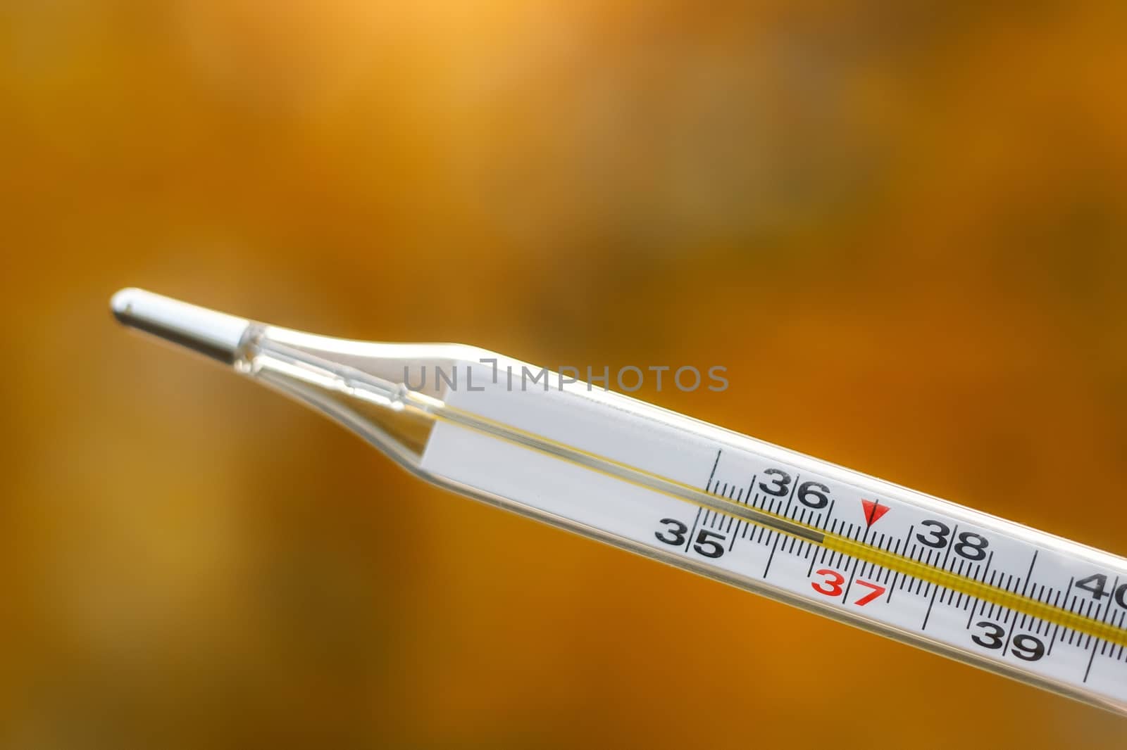 Mercury thermometer on an autumn background. The normal temperature of a healthy person is 36.6. by 9parusnikov