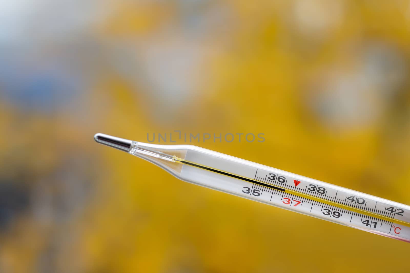 Mercury thermometer on an autumn background. The normal temperature of a healthy person is 36.6. by 9parusnikov