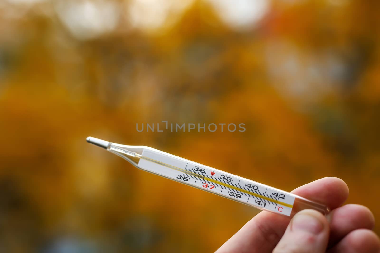 Hand with mercury thermometer on an autumn background. The normal temperature of a healthy person is 36.6.