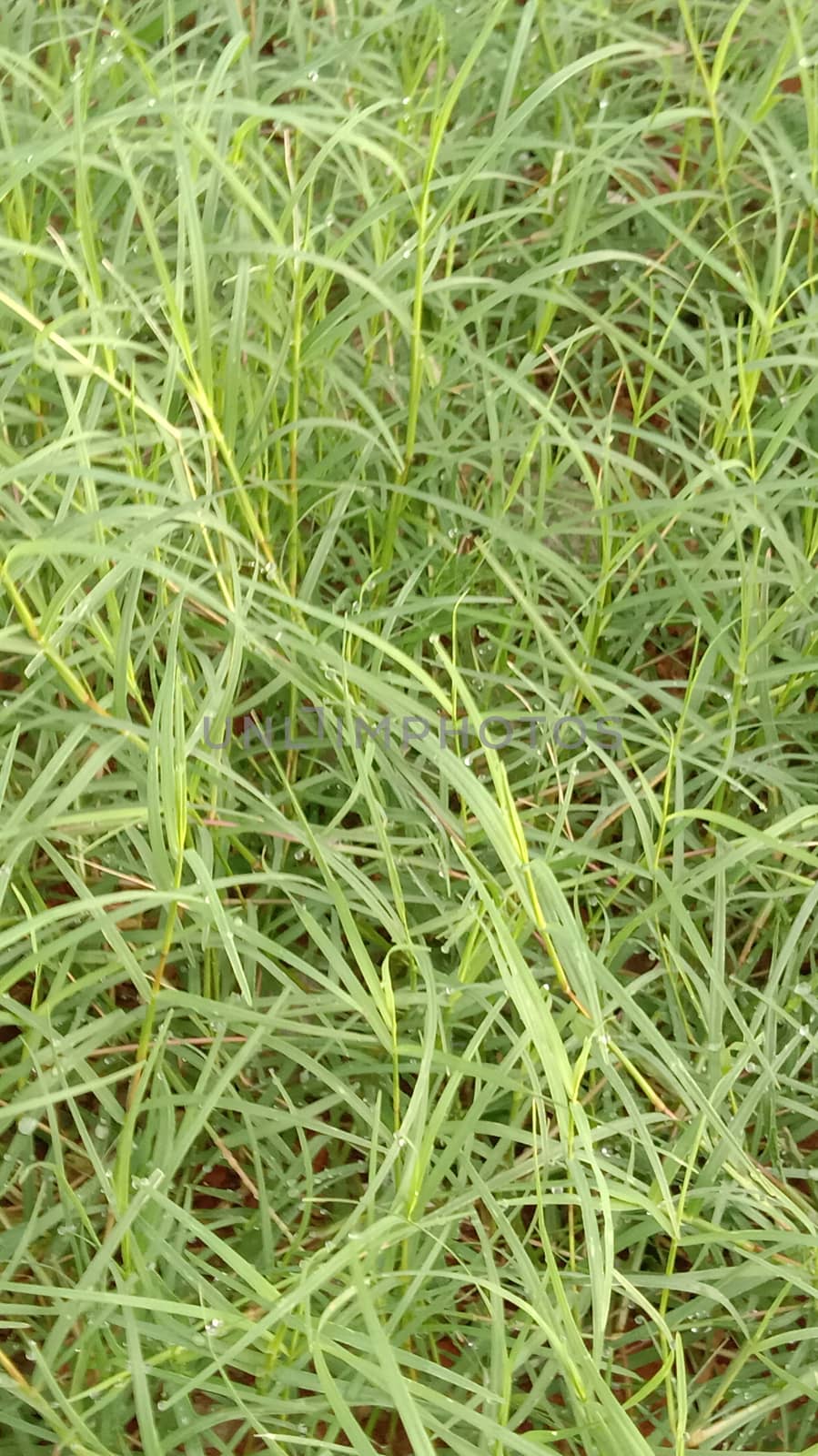 Green Colored Grass Closeup on Field For Animal
