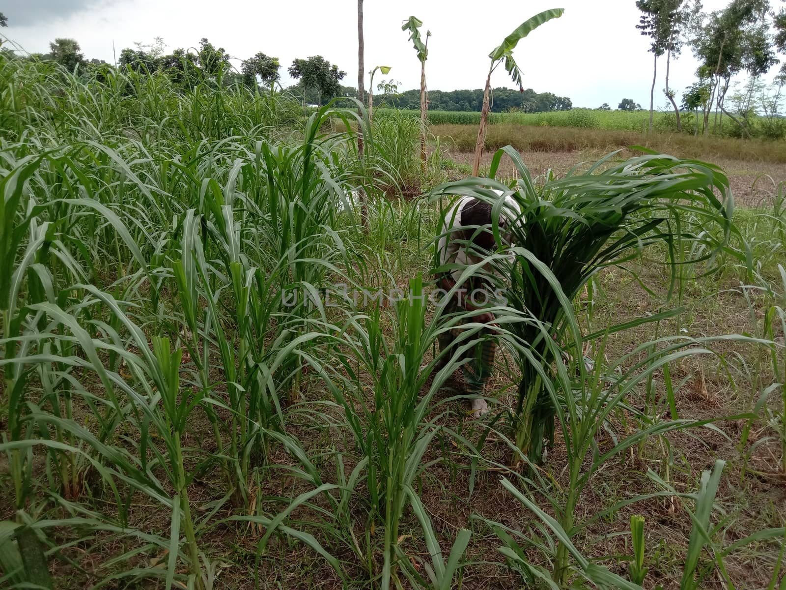 Green Colored Grass Closeup on Field For Animal