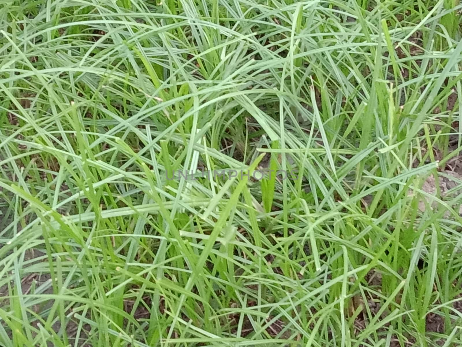 Green Colored Grass Closeup on Field For Animal