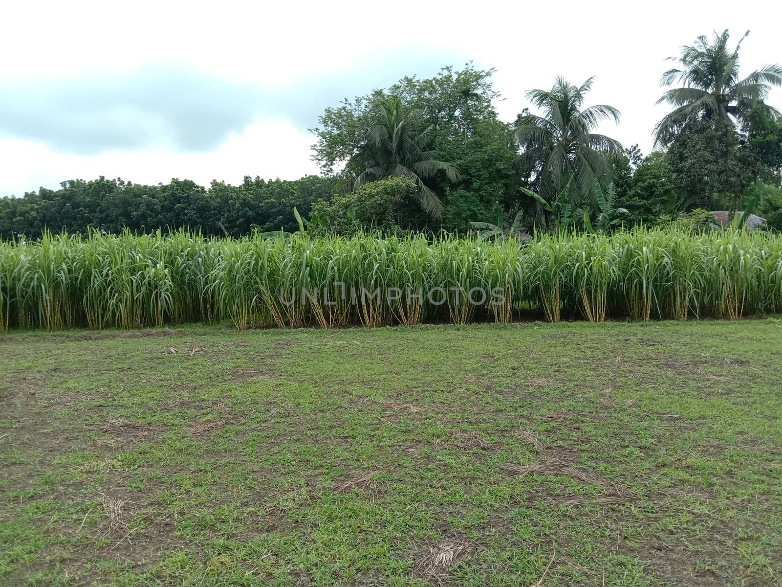Green Colored Grass Closeup on Field For Animal