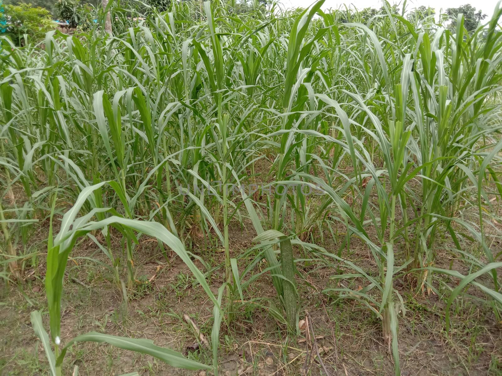 Green Colored Grass Closeup on Field For Animal
