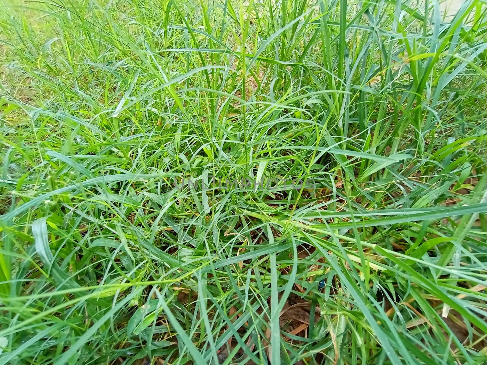 Green Colored Grass Closeup on Field For Animal