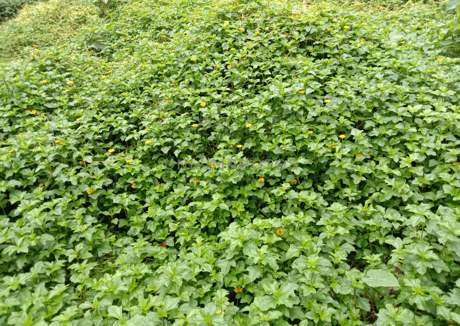 Green Colored Grass Closeup on Field For Animal