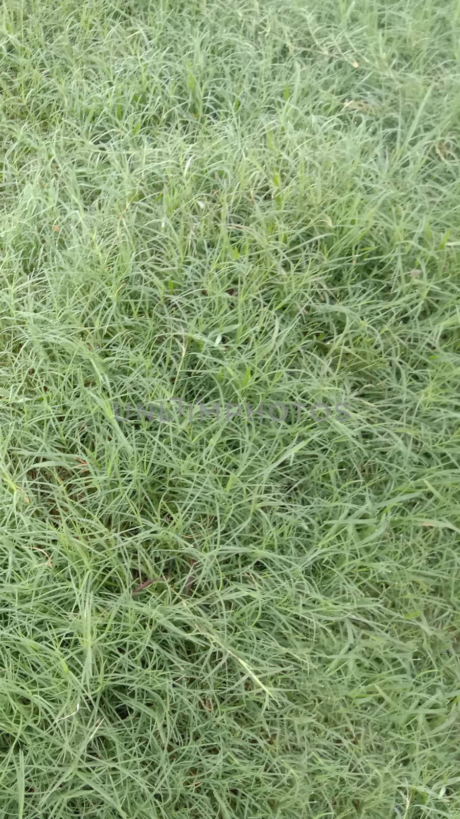 Green Colored Grass Closeup on Field For Animal
