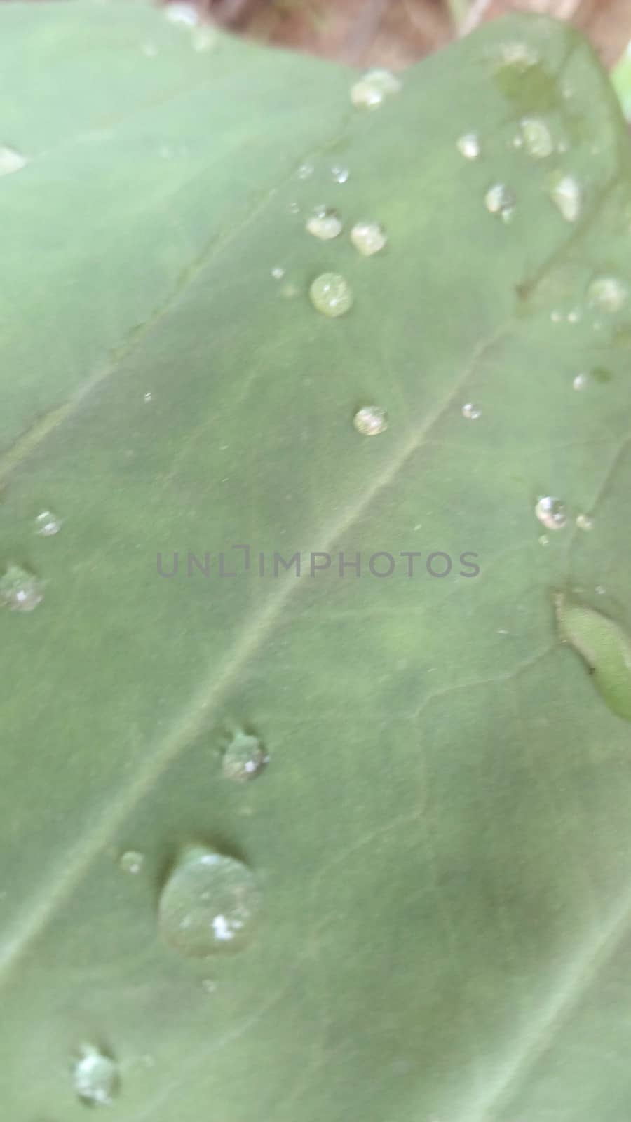 Green Leaf Closeup On Farm For Viewer