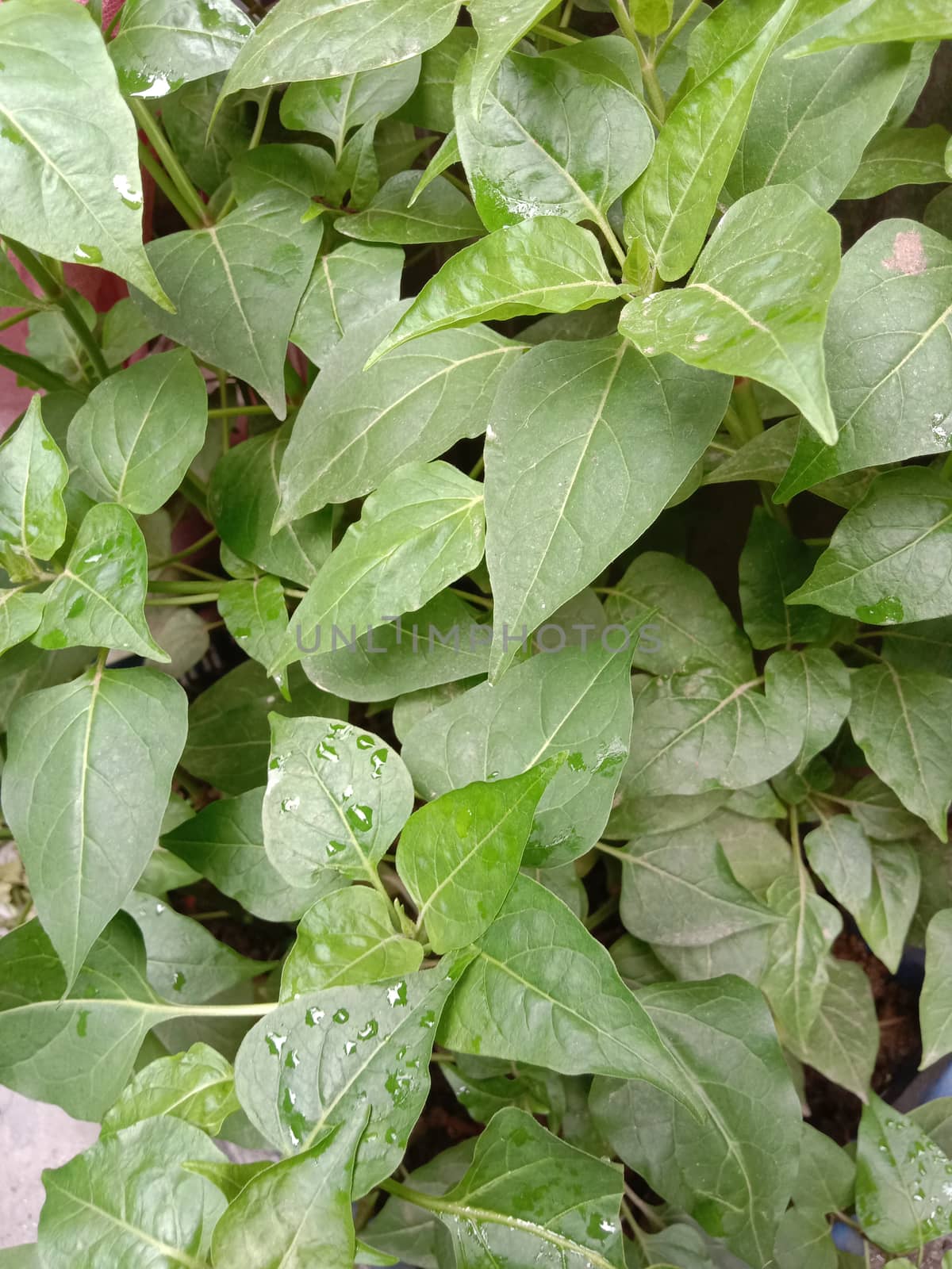 Green Leaf Closeup On Farm For Viewer