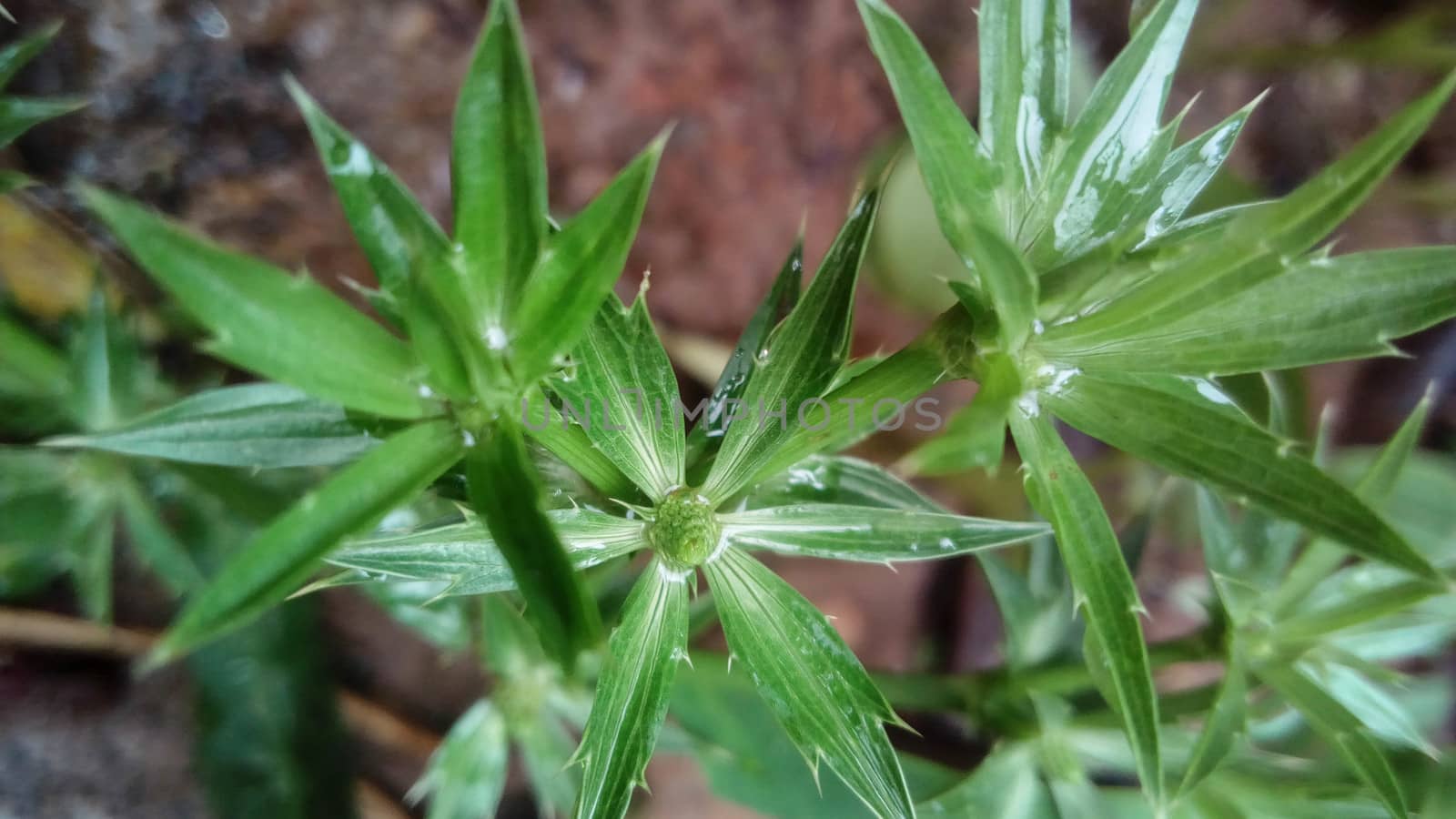 Green Leaf Closeup On Farm For Viewer