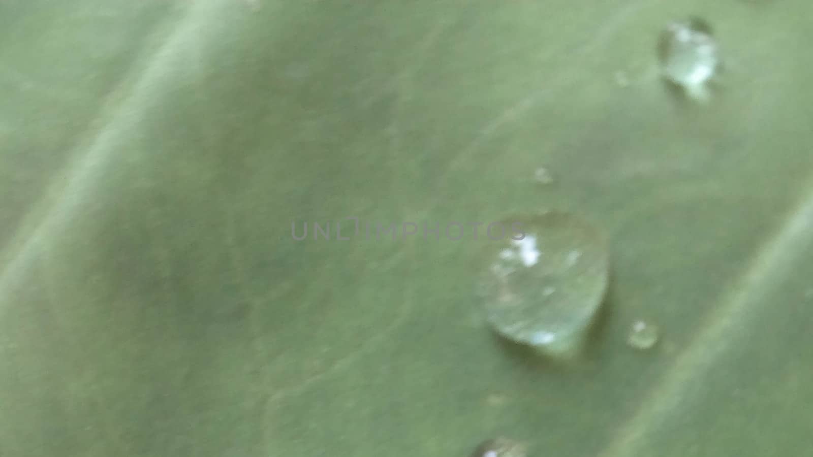 Green Leaf Closeup On Farm For Viewer