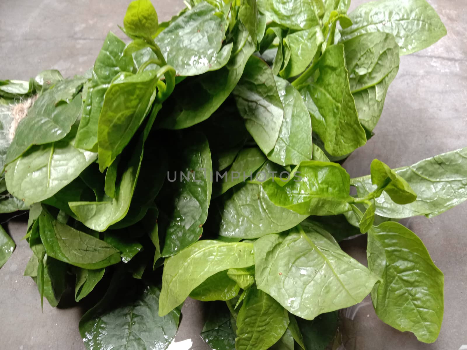 Green Leaf Closeup On Farm For Viewer