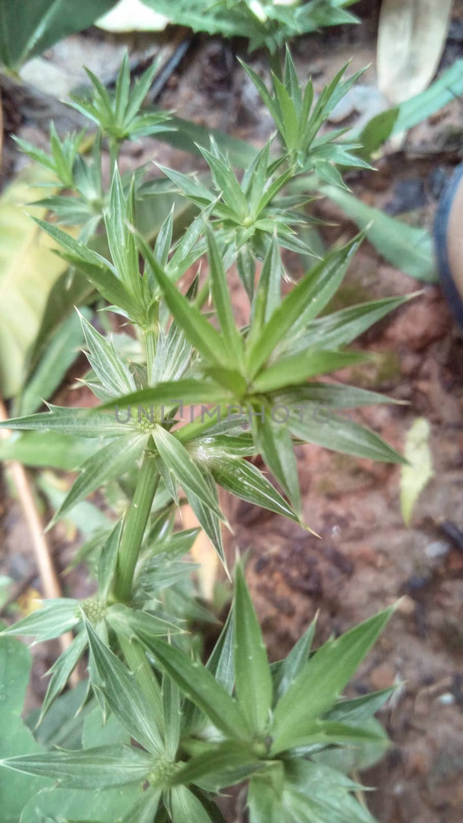 Green Leaf Closeup On Farm For Viewer