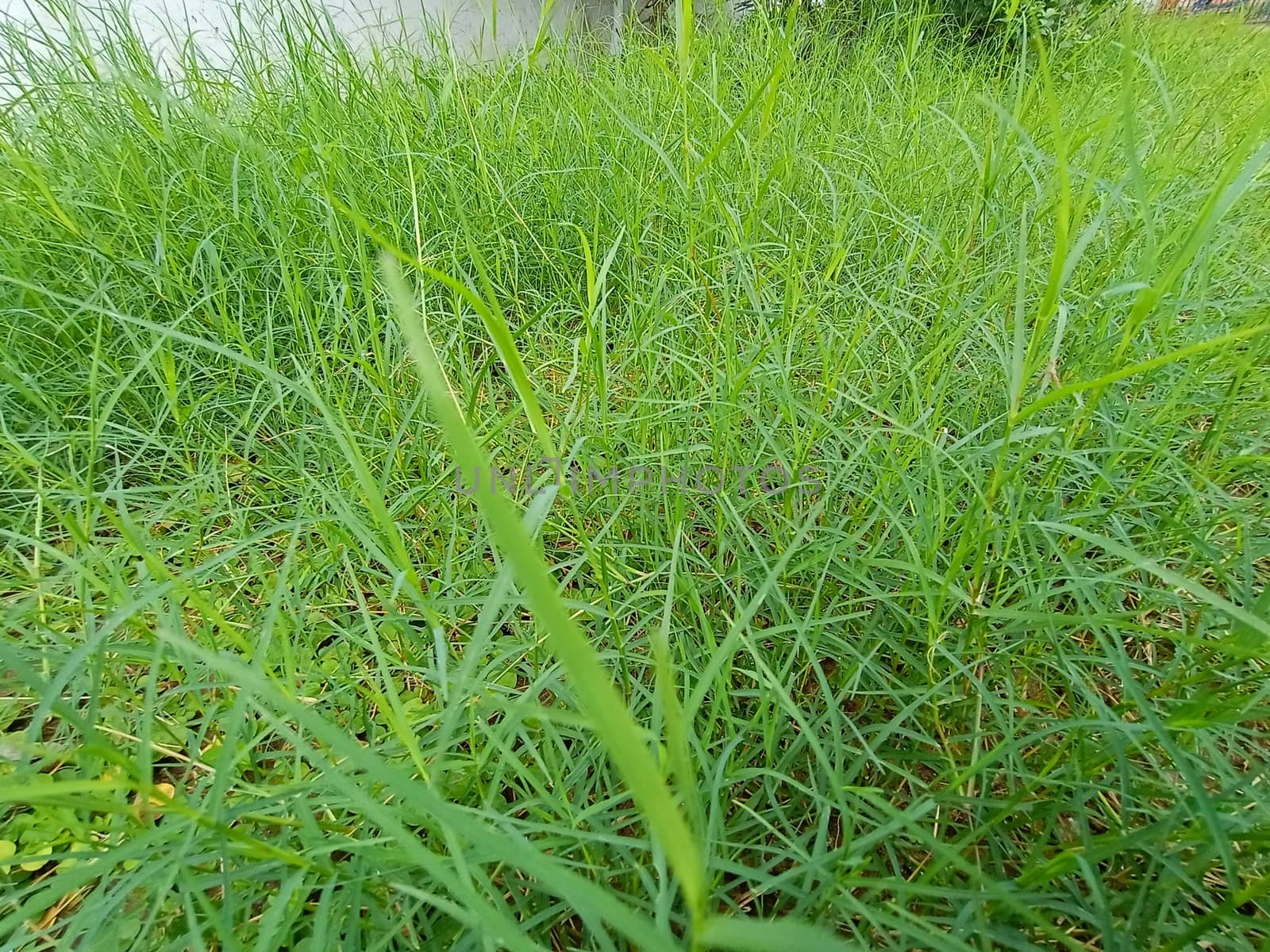 Green Colored Grass Closeup on Field For Animal