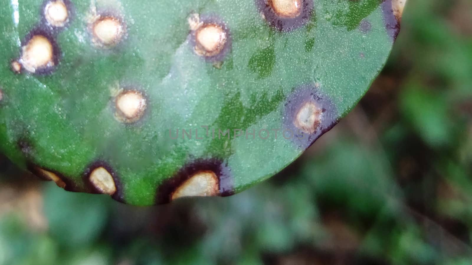 Green Leaf Closeup On Farm For Viewer