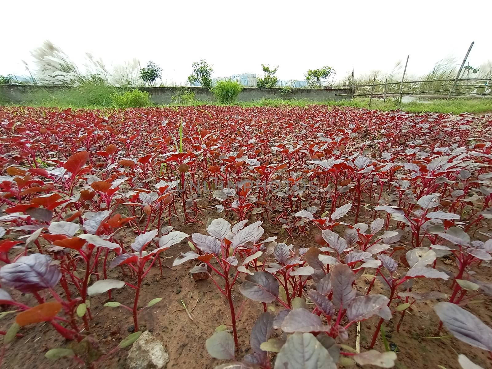 Red Leaf Closeup On Farm For Viewer
