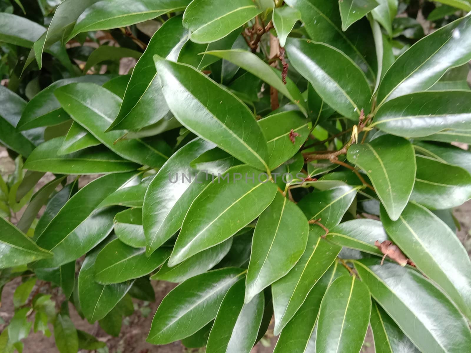 Green Leaf Closeup On Farm For Viewer