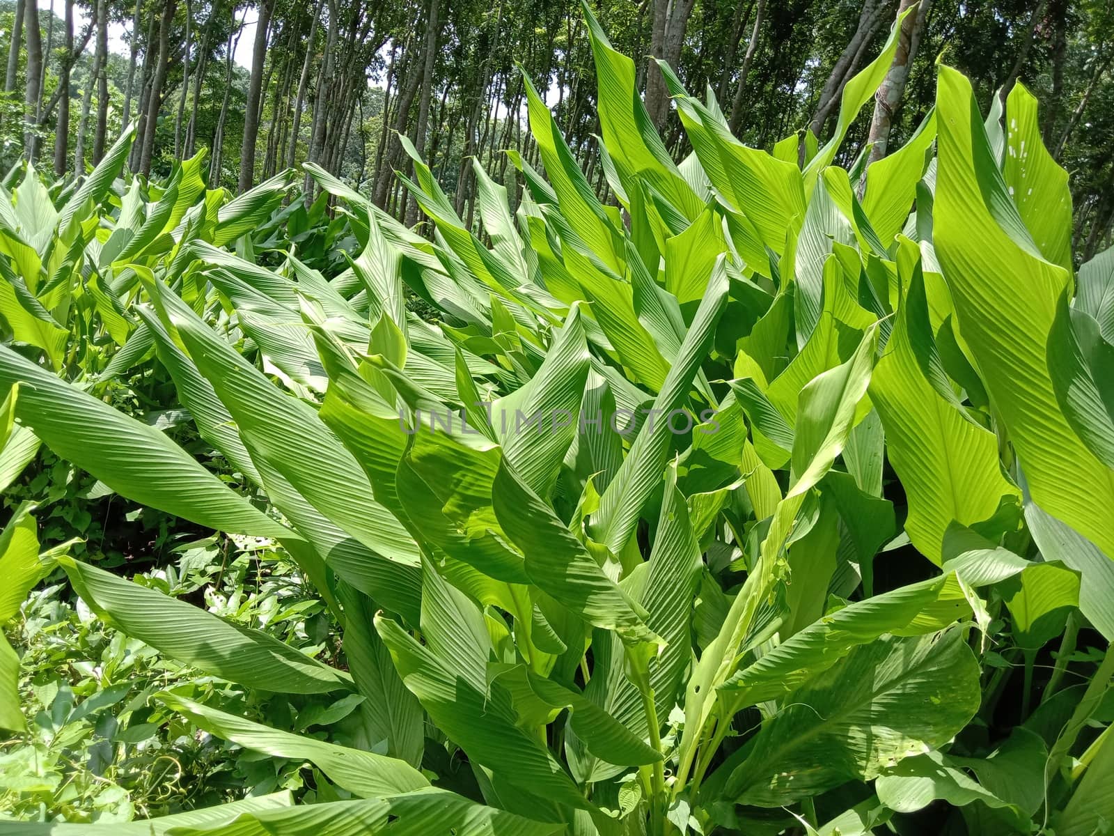 Green Leaf Closeup On Farm For Viewer