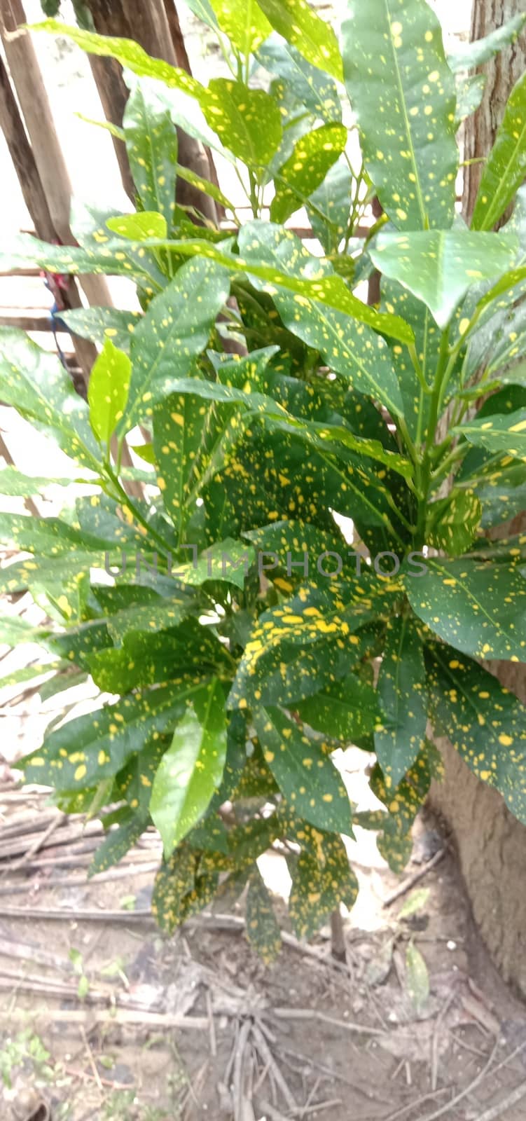 Green Leaf Closeup On Farm For Viewer