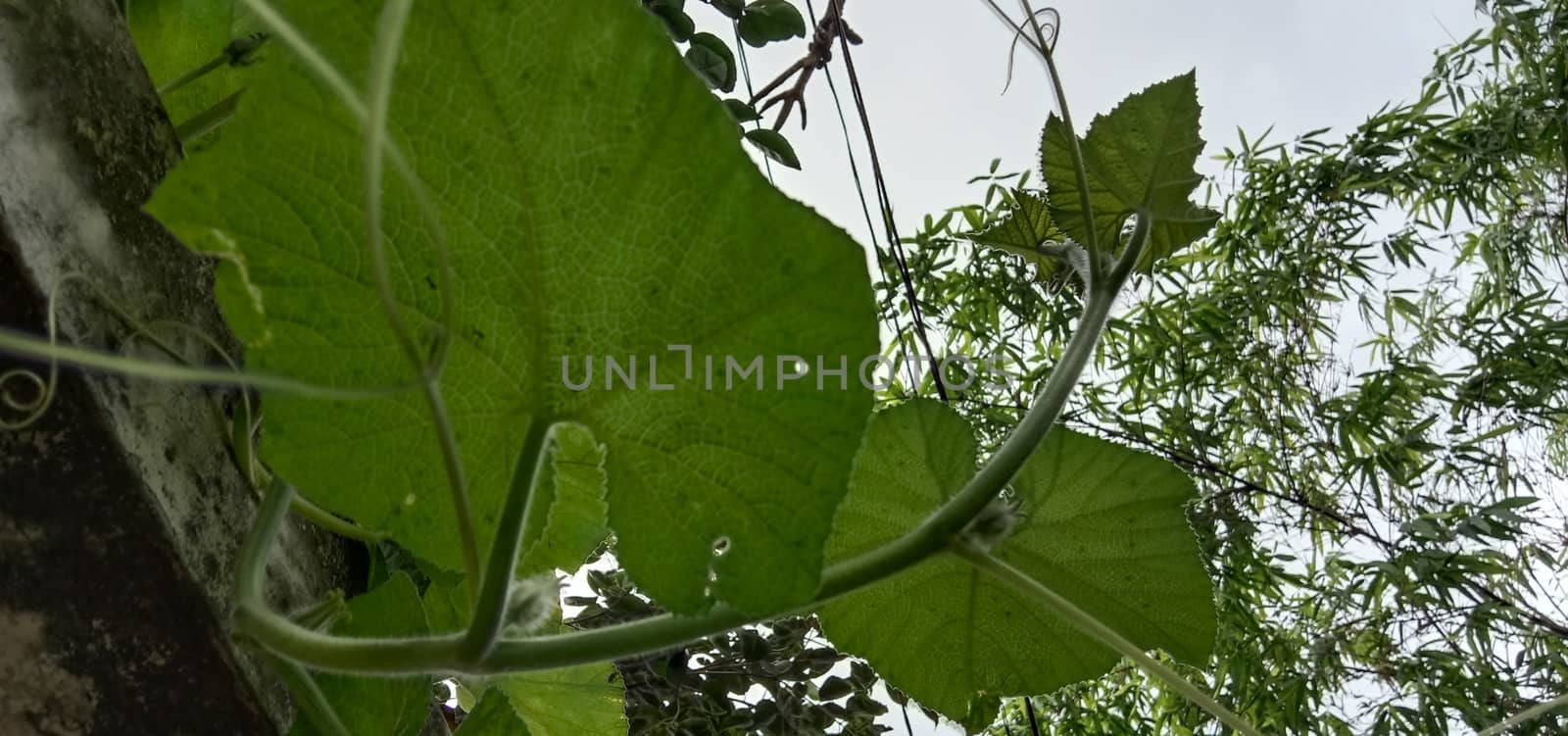 Green Leaf Closeup On Farm For Viewer