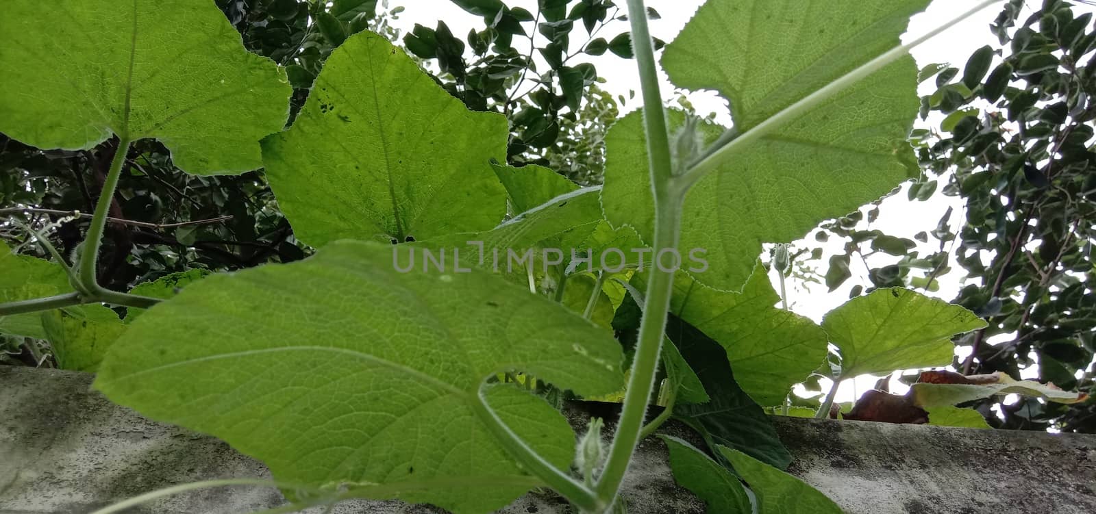 Green Leaf Closeup On Farm For Viewer