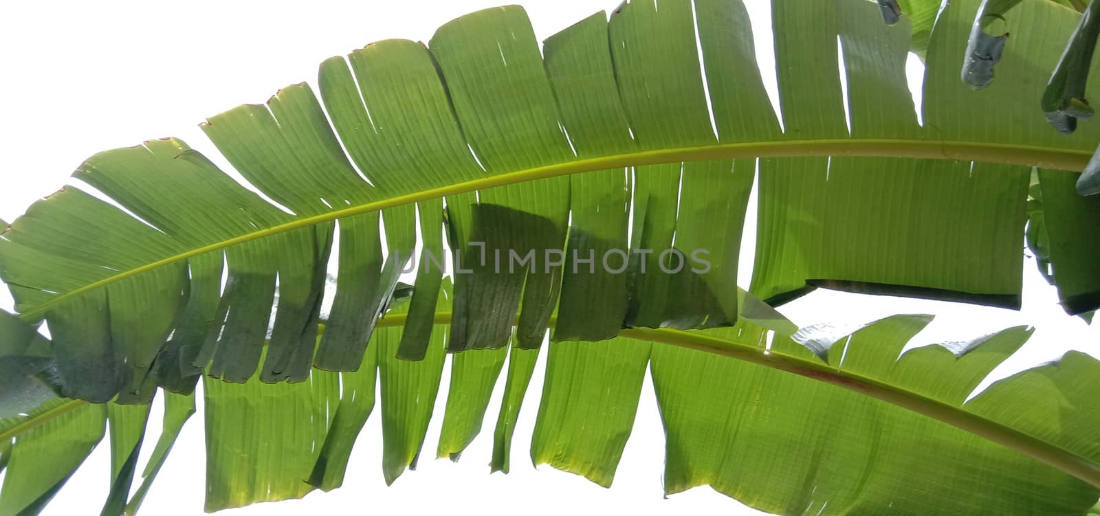 Green Leaf Closeup On Farm For Viewer