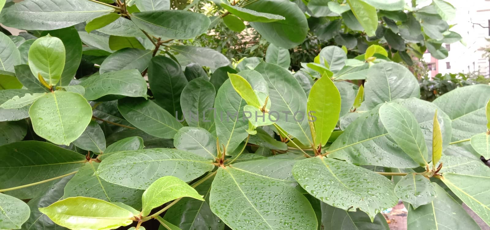 Green Leaf Closeup On Farm For Viewer
