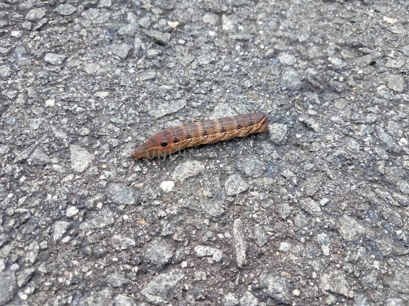 brown caterpillar insect with circles on asphalt or pavement